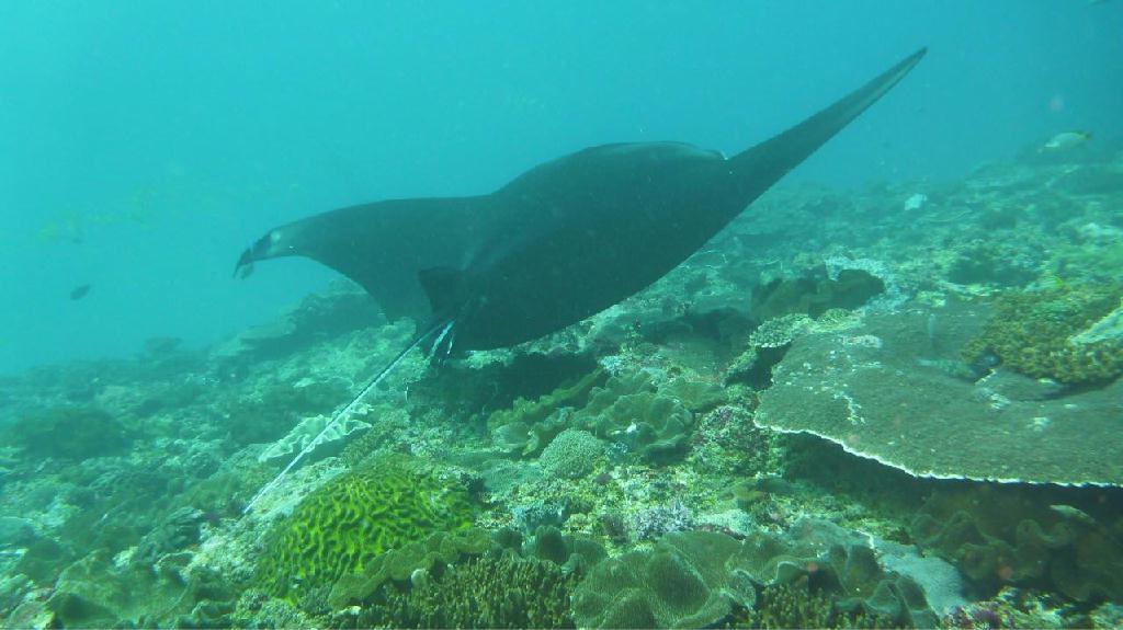 Indonesia, Bali, Nusa penida - Manta Point
