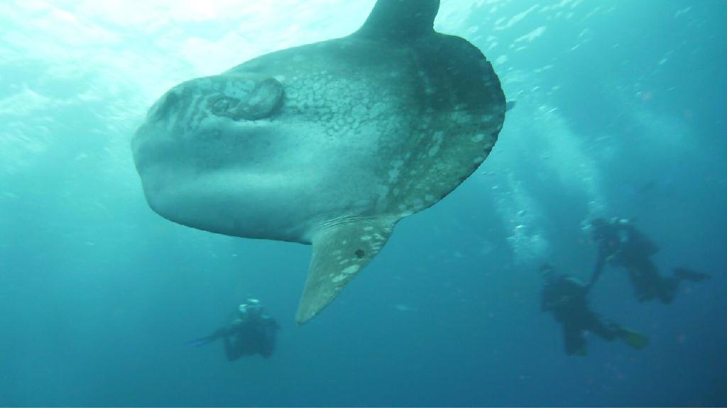 Indonesia, Bali, Nusa penida - Crystal Bay