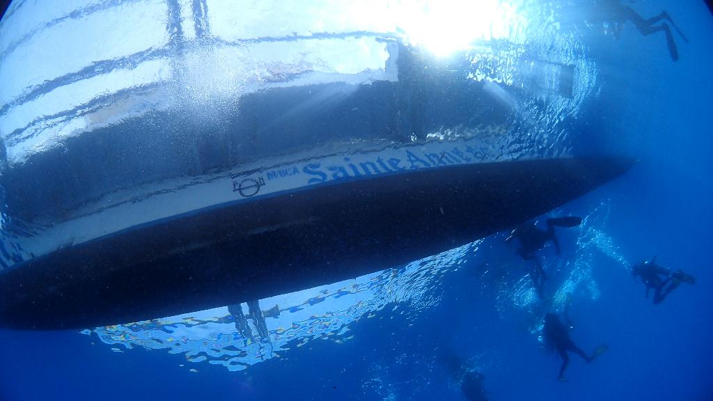 해송  - Bohol - Whale shark point
