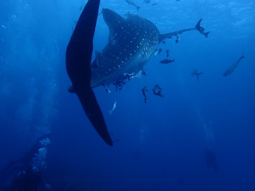 고래상어보기 - 태국 코사무이 - Sail Rock