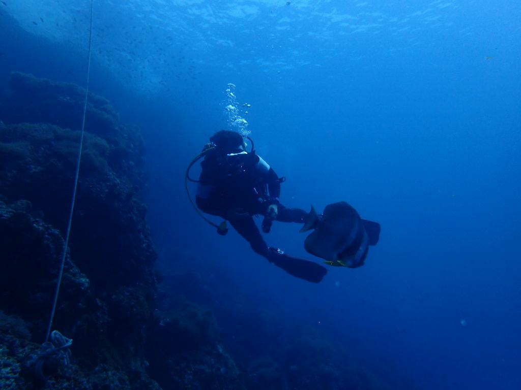 고래상어보기 - 태국 코사무이 - Sail Rock