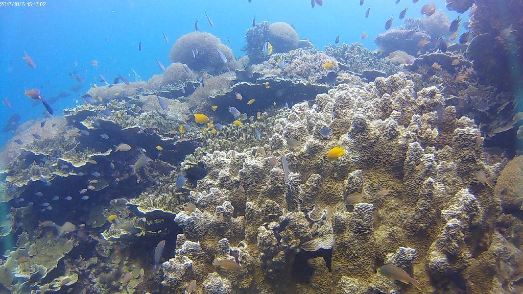 Early morning diving - Balicasag - Royal garden