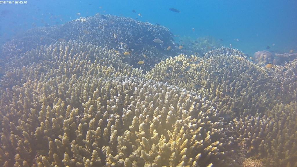 Early morning diving - Balicasag - Royal garden