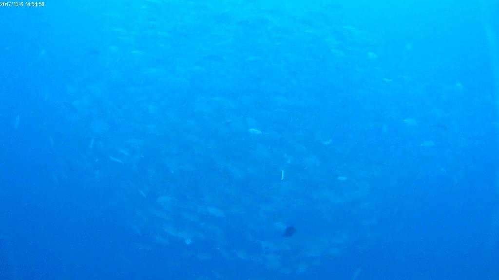 잭피쉬 스쿨링 - Balicasag - Marine sanctuary 