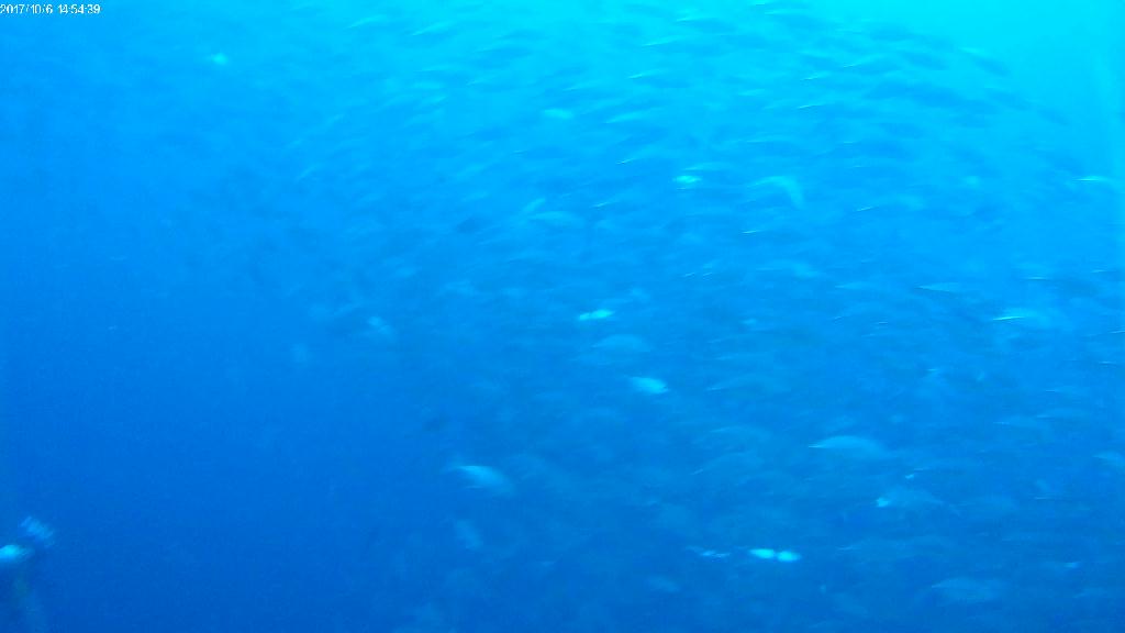 잭피쉬 스쿨링 - Balicasag - Marine sanctuary 
