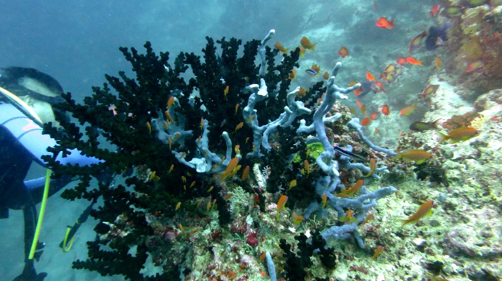 馬爾代夫 BAA - DHONFANU THILA