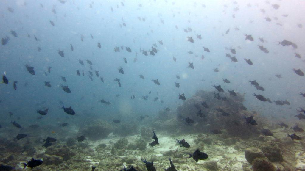 馬爾代夫 BAA - DHONFANU THILA