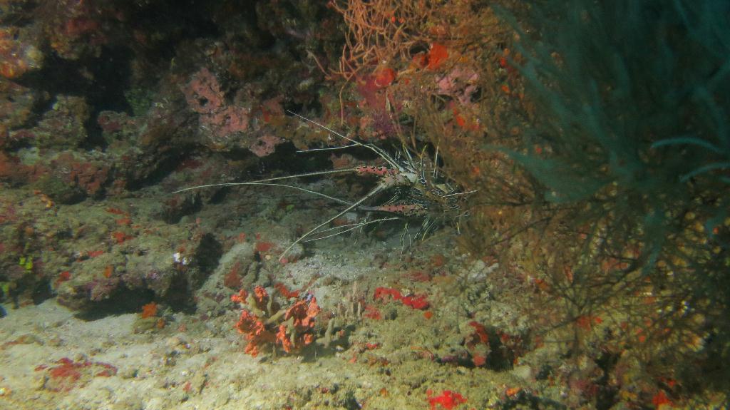 馬爾代夫 BAA - DHONFANU THILA