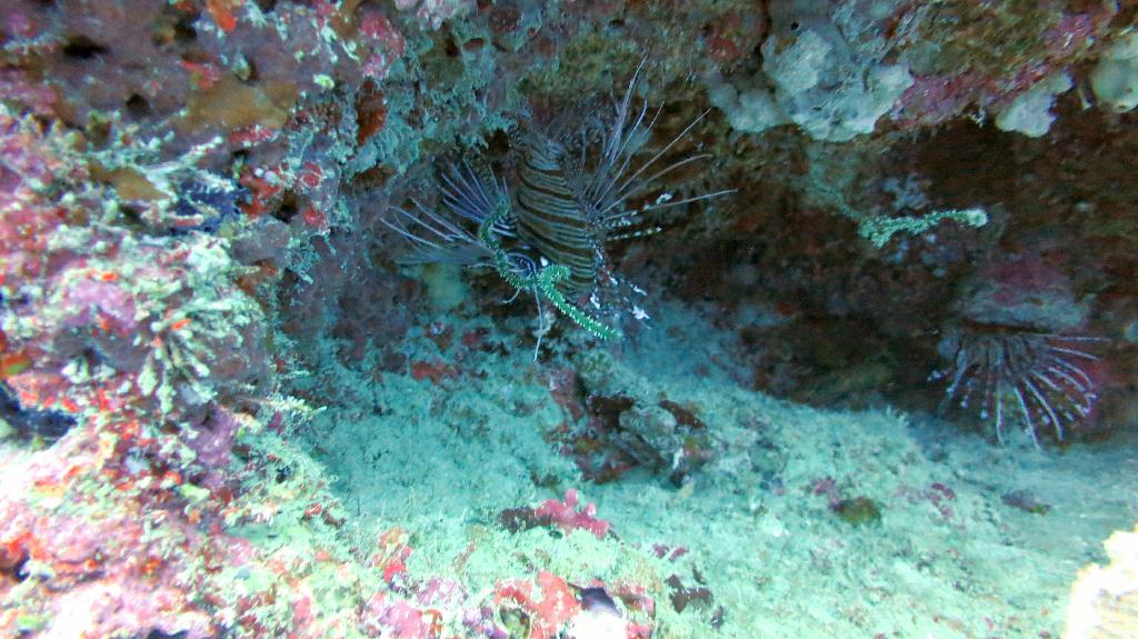 Check dive - 馬爾代夫 NORTH MALE - FEYDHOO FARU
