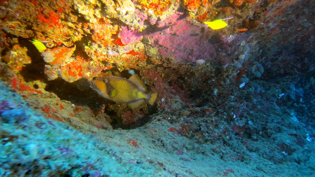 Check dive - 馬爾代夫 NORTH MALE - FEYDHOO FARU