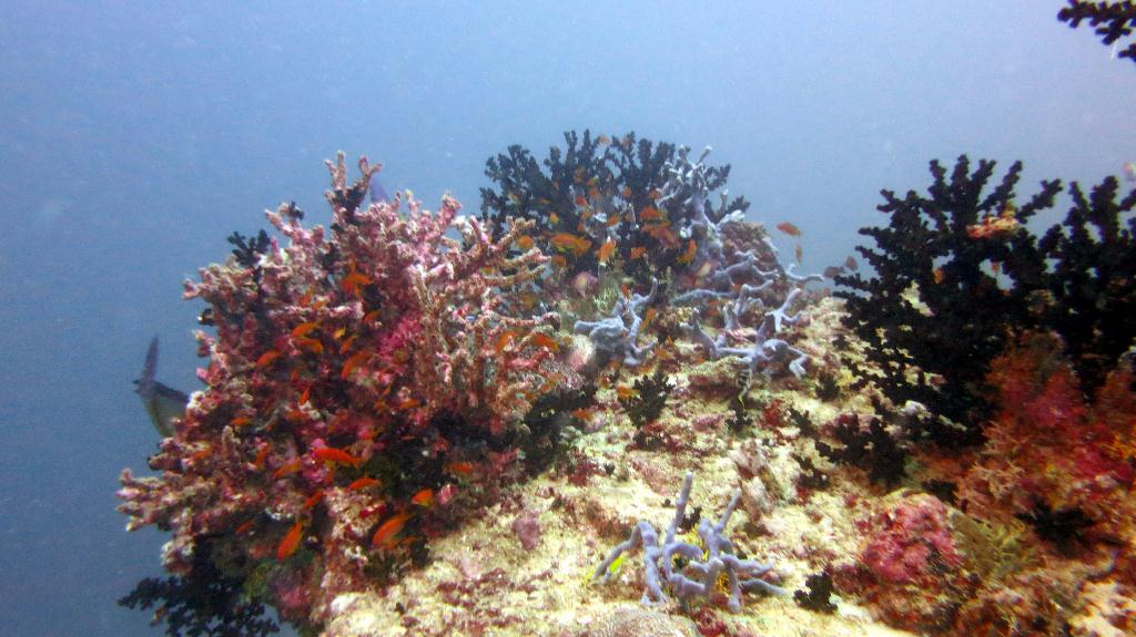 馬爾代夫 BAA - DHONFANU THILA