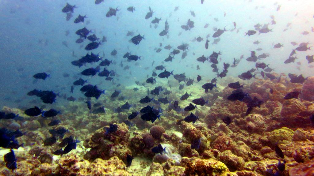 馬爾代夫 BAA - DHONFANU THILA