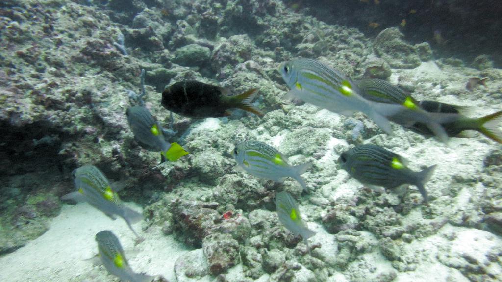 馬爾代夫 BAA - DHONFANU THILA