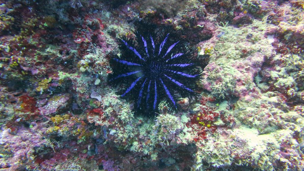 Check dive - 馬爾代夫 NORTH MALE - FEYDHOO FARU