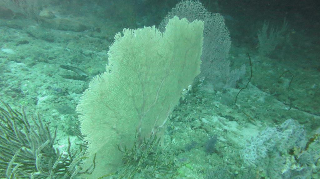 馬爾代夫 BAA - DHONFANU THILA