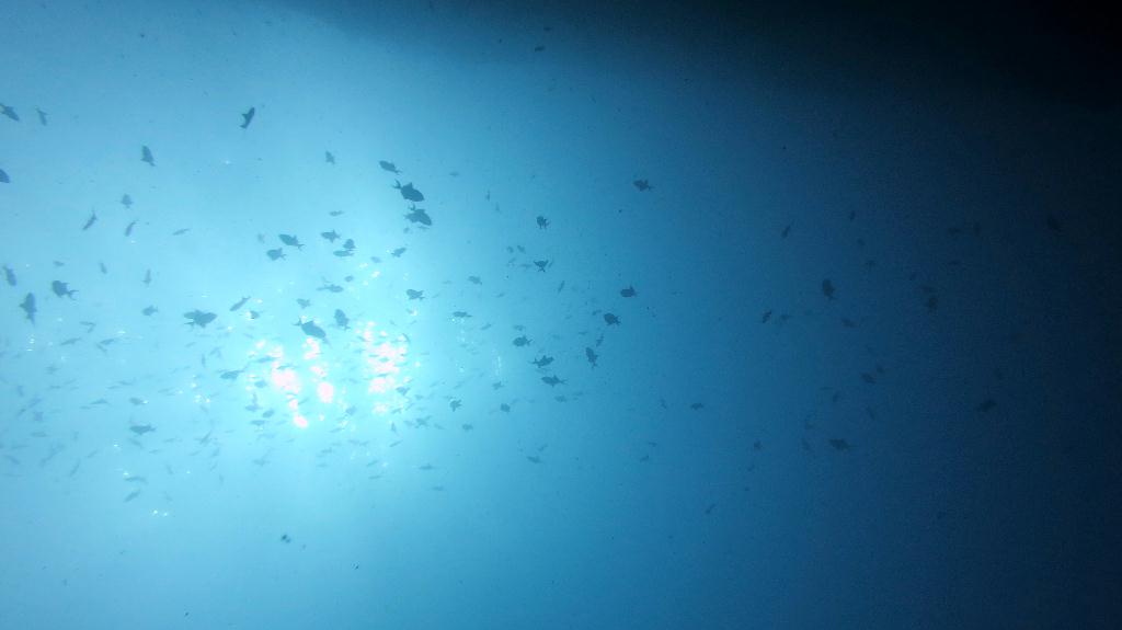 Check dive - 馬爾代夫 NORTH MALE - FEYDHOO FARU