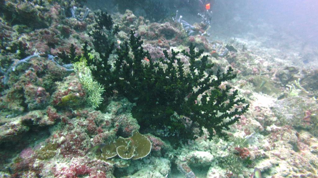 馬爾代夫 BAA - DHONFANU THILA