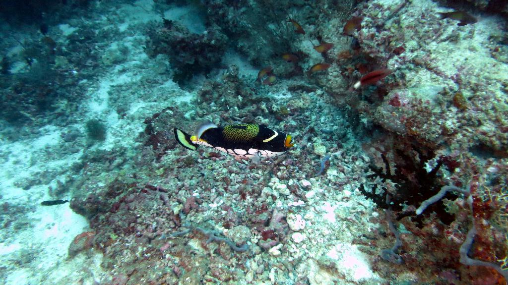 馬爾代夫 BAA - DHONFANU THILA