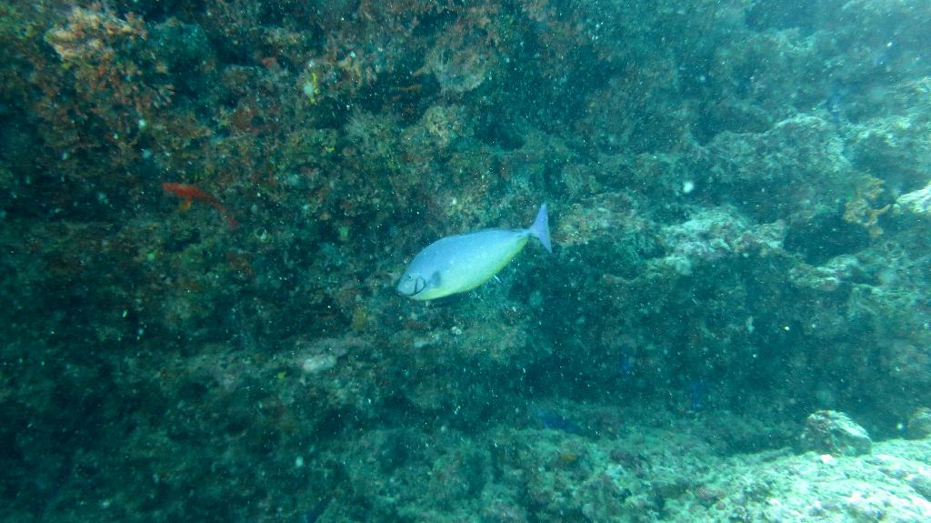 馬爾代夫 BAA - DHONFANU THILA