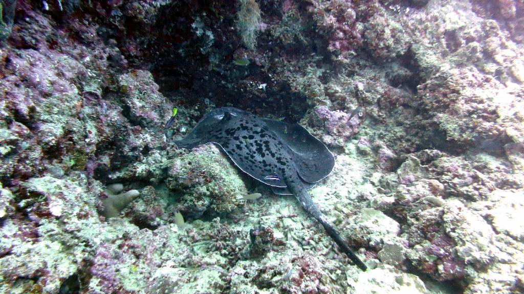 Check dive - 馬爾代夫 NORTH MALE - FEYDHOO FARU