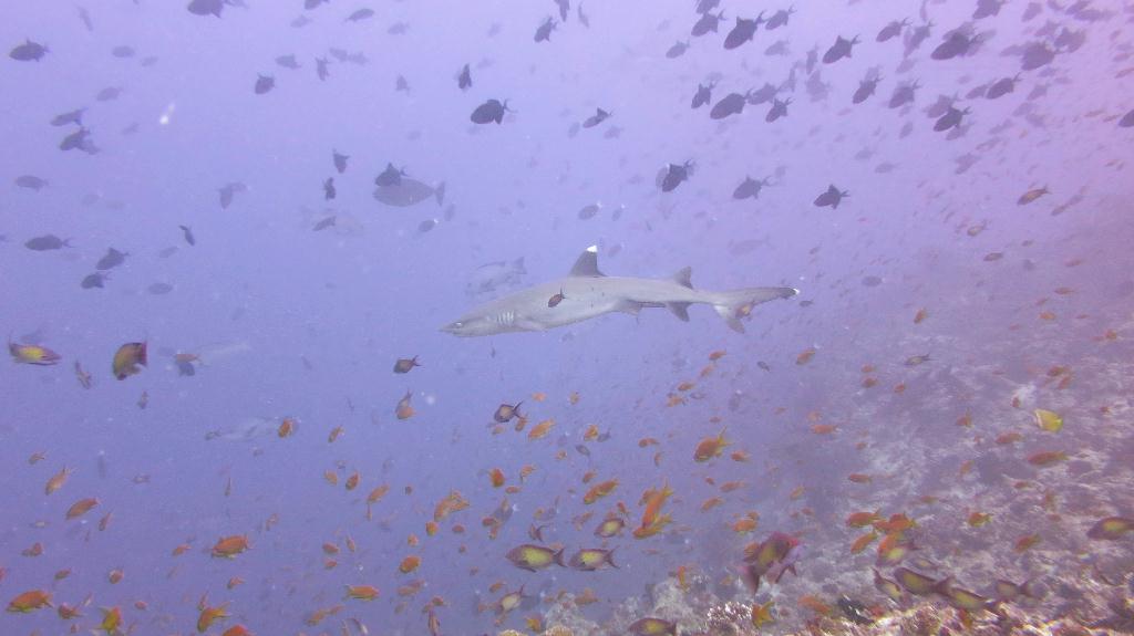馬爾代夫 NORTH ARI - RASDHOO MADIVARU
