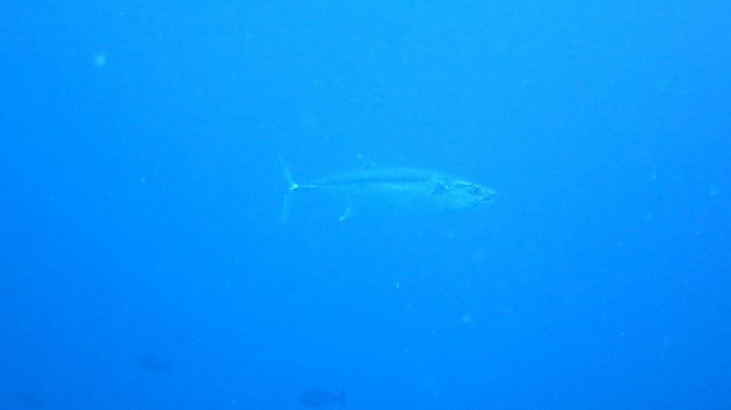馬爾代夫 NORTH ARI - RASDHOO MADIVARU 