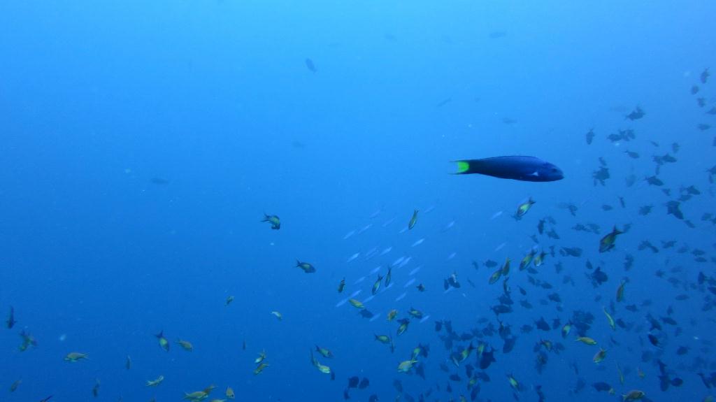 馬爾代夫 NORTH ARI - RASDHOO MADIVARU 