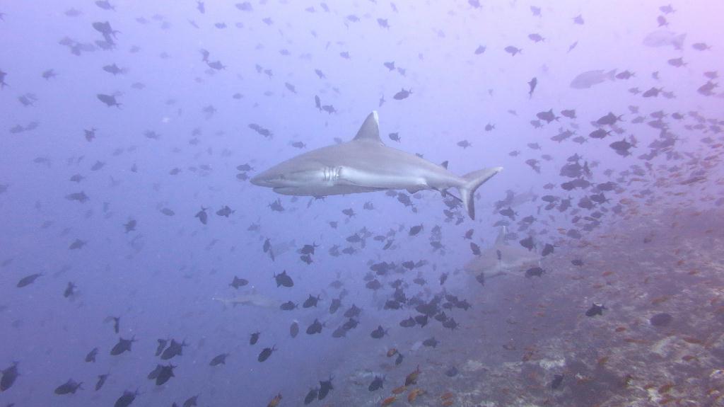 馬爾代夫 NORTH ARI - RASDHOO MADIVARU
