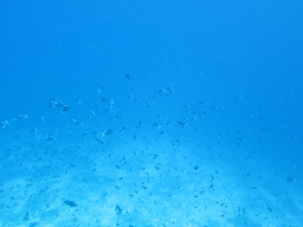 馬爾代夫 NORTH ARI - RASDHOO MADIVARU 