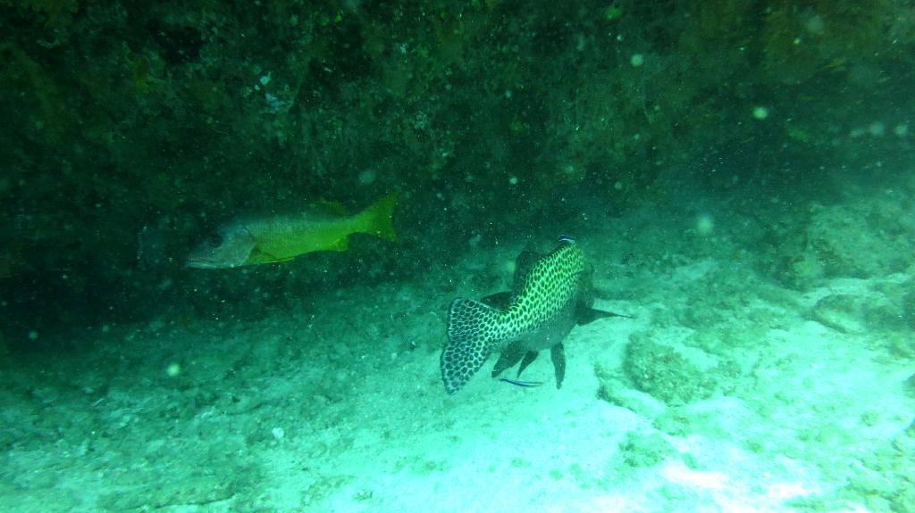 馬爾代夫 BAA - KAKAA THILA