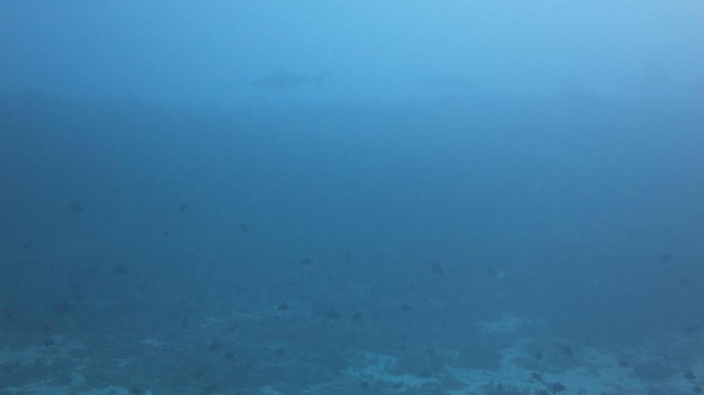 馬爾代夫 NORTH ARI - KAN THILA