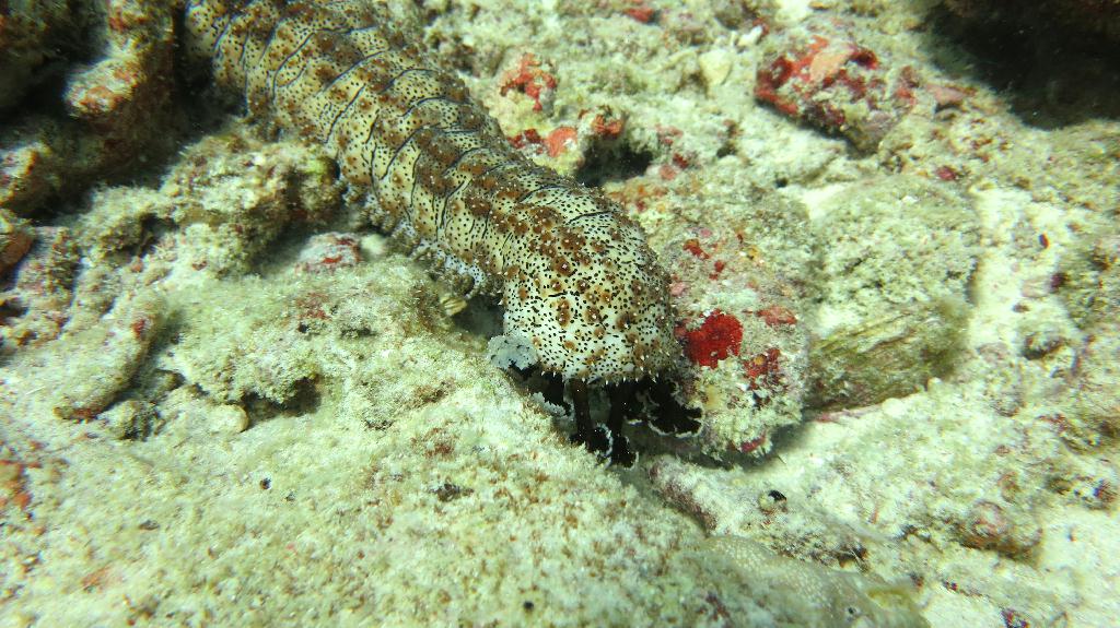 馬爾代夫 BAA - KAKAA THILA