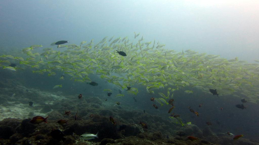 馬爾代夫 NORTH ARI  - FISH HEAD 