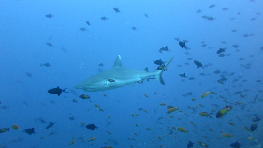 馬爾代夫 NORTH ARI - RASDHOO MADIVARU