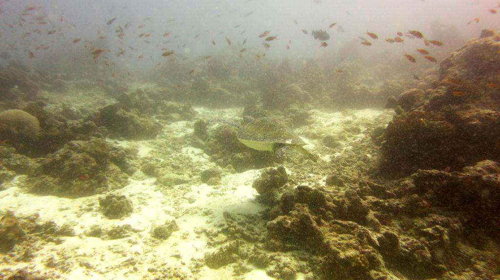 馬爾代夫 BAA - KAKAA THILA