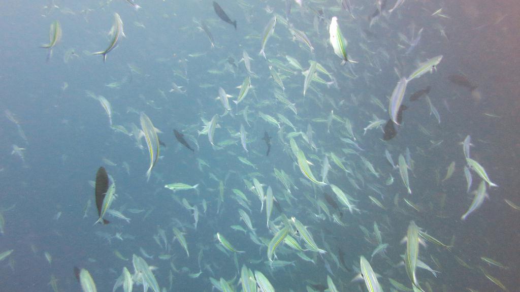 馬爾代夫 NORTH ARI  - FISH HEAD 