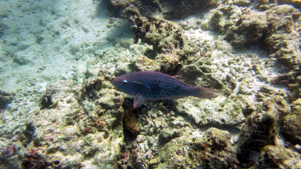 馬爾代夫 BAA - KAKAA THILA