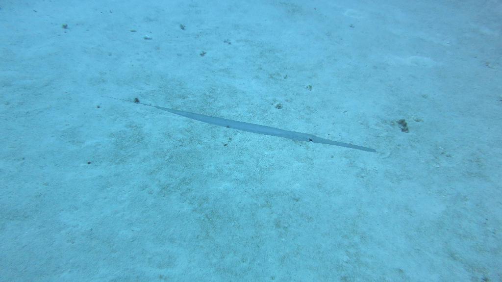 馬爾代夫 NORTH ARI - RASDHOO MADIVARU