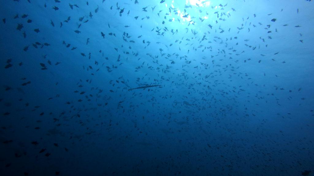 馬爾代夫 NORTH ARI - RASDHOO MADIVARU 