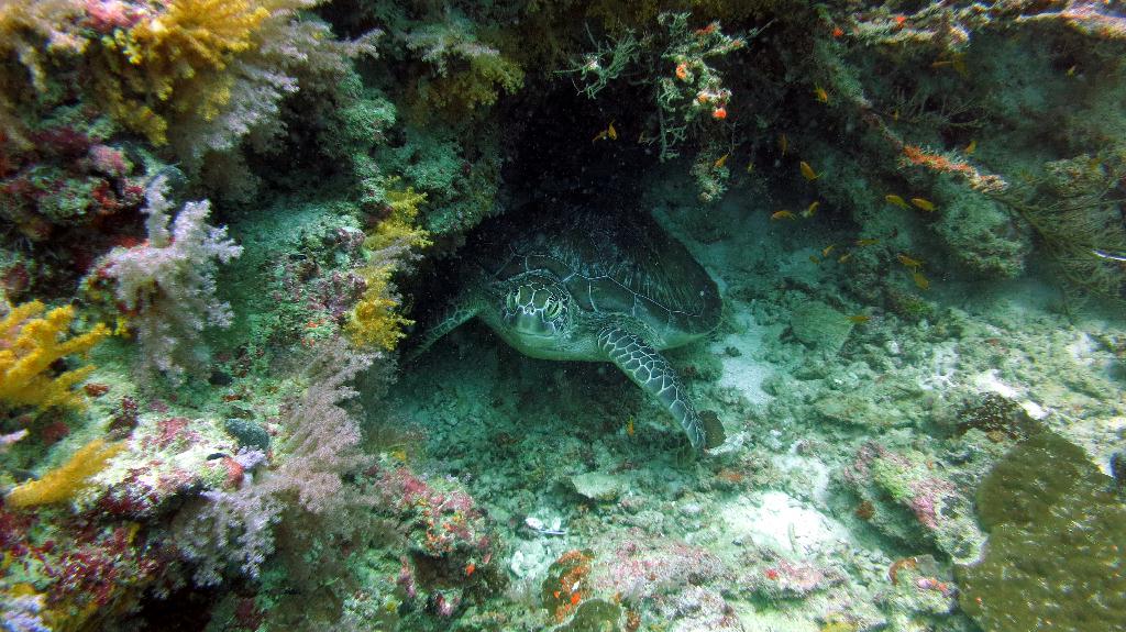 馬爾代夫 BAA - KAKAA THILA