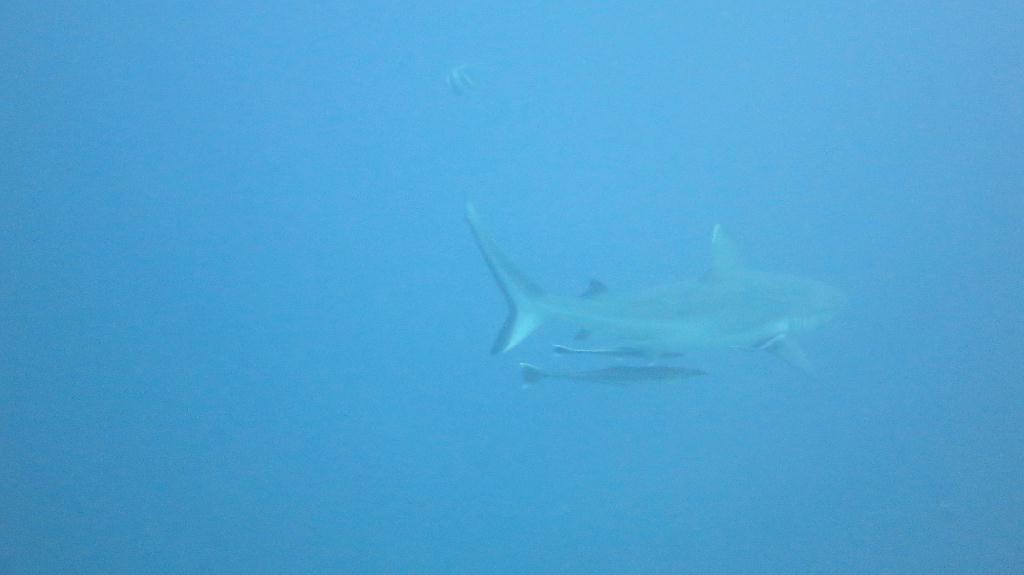 馬爾代夫 NORTH ARI  - FISH HEAD 