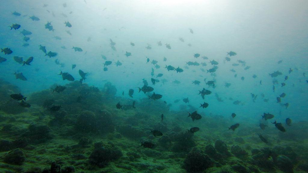 馬爾代夫 BAA - KAKAA THILA