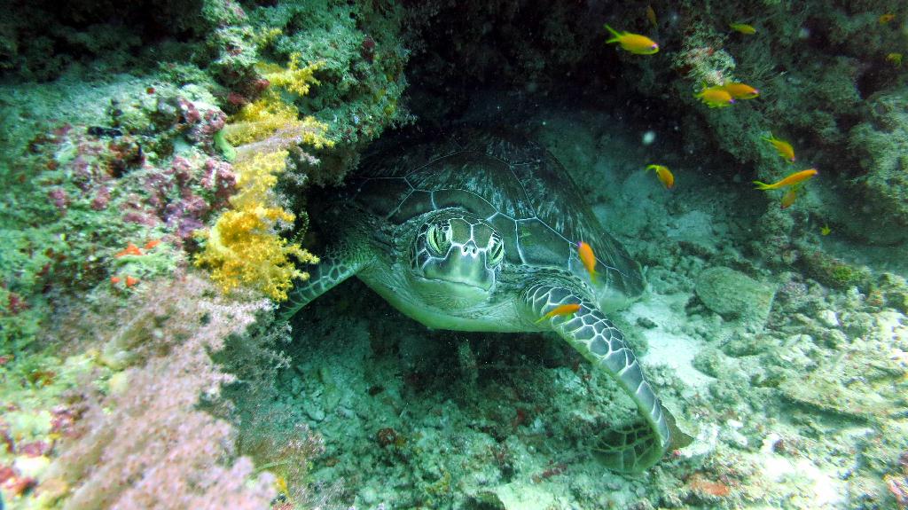 馬爾代夫 BAA - KAKAA THILA