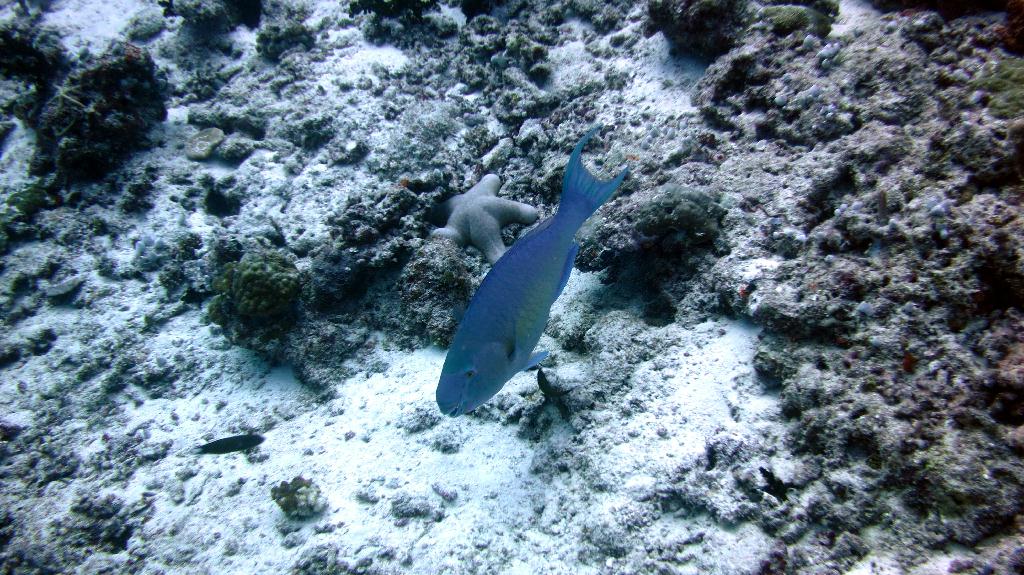 馬爾代夫 NORTH ARI - RASDHOO MADIVARU 
