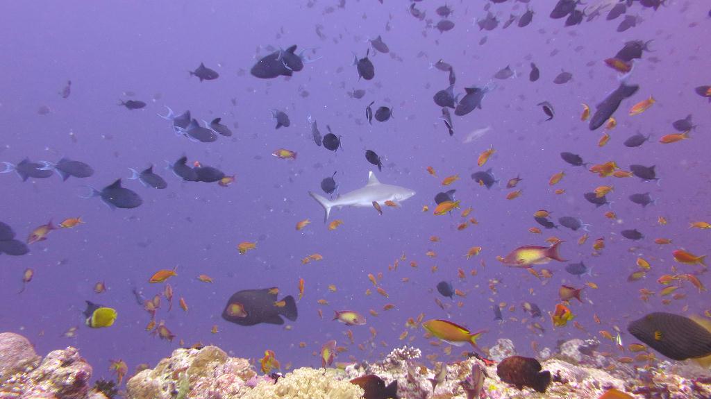 馬爾代夫 NORTH ARI - RASDHOO MADIVARU 