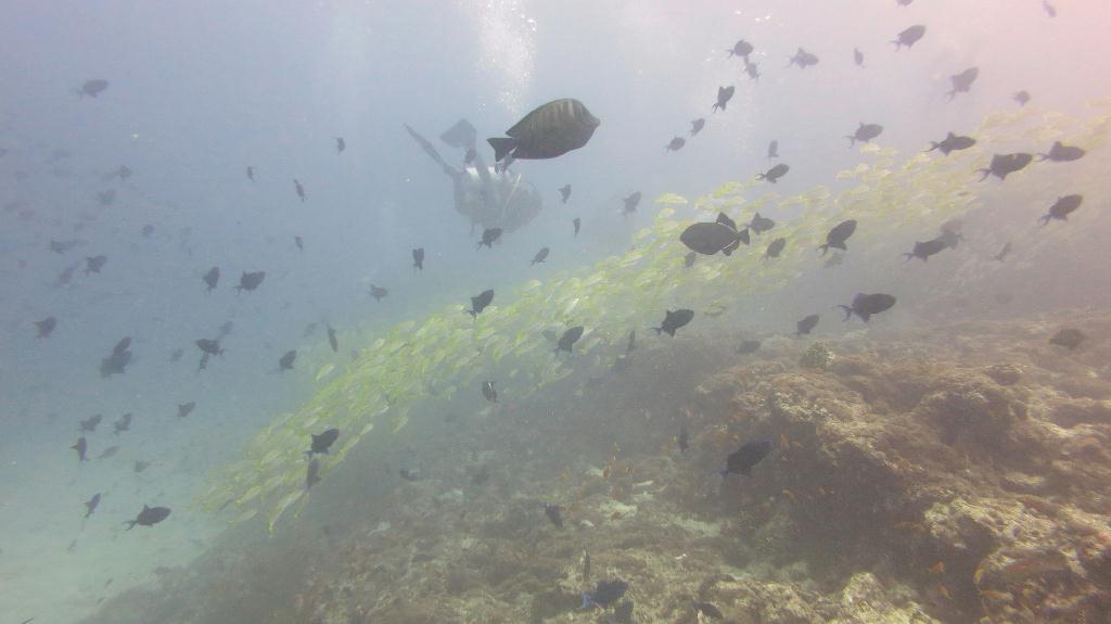 馬爾代夫 NORTH ARI  - FISH HEAD 