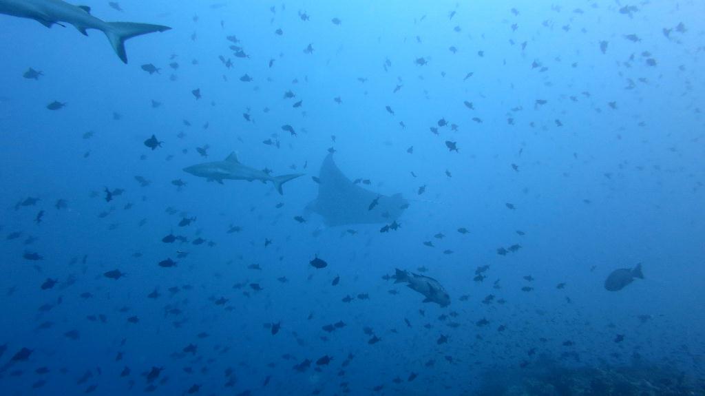 馬爾代夫 NORTH ARI - RASDHOO MADIVARU