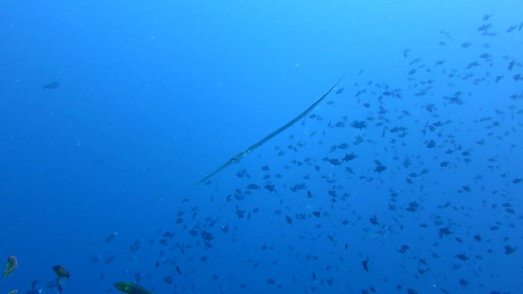 馬爾代夫 NORTH ARI - RASDHOO MADIVARU 