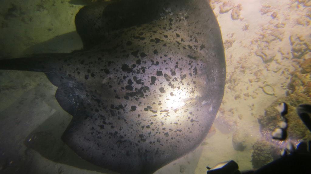 Night Dive  - 馬爾代夫 VAAVU  - ALIMATHAA JETTY 