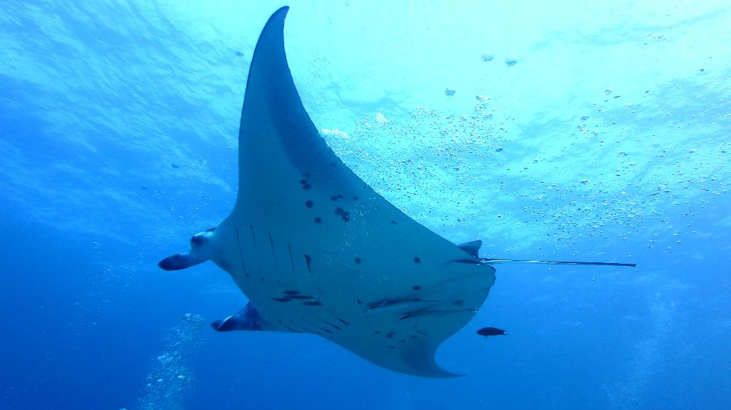 馬爾代夫 SOUTH ARI - MAHIBADHOO ROCK 